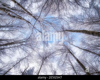 Weitwinkel-Blickwinkel mit dem Himmel über den Bäumen mit Schnee bedeckt. Waldbäume in Richtung der Himmelslandschaft. Stockfoto