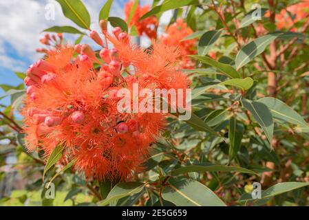 Rot blühender Gum Baum (Corymbia ficifolia) wächst in Port Stephens, New South Wales, Australien Stockfoto