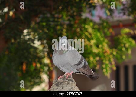 Ein Taubenvogel sitzt auf einem Felsen, Nahaufnahme EINER Taubentaube Tapete, indien Stockfoto