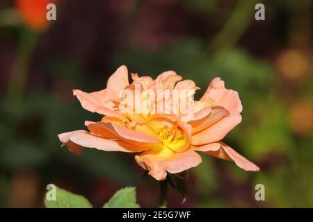 Schöne frische Blume von orange gelbe Rose blüht im Garten, indien Stockfoto