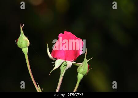 Schöne frische Blume der roten rosa Rose blüht im Garten, indien Stockfoto