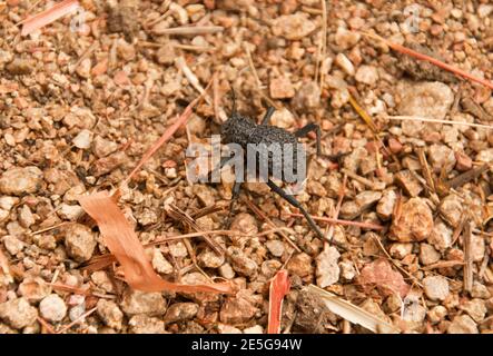 Die Enebrioniden oder Darkling Käfer sind eine große und abwechslungsreiche Familie. Die meisten sind terrestrisch und einige sind flugunfrei. Stockfoto