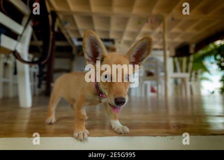 Lustige Hund Welpen Whit Sehr Große Ohren Stockfoto