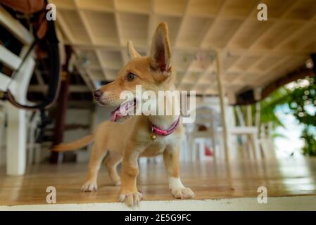 Lustige Hund Welpen Whit Sehr Große Ohren Stockfoto