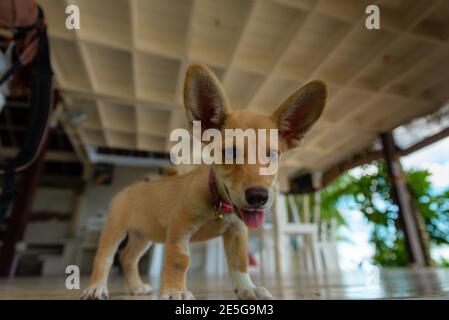 Lustige Hund Welpen Whit Sehr Große Ohren Stockfoto