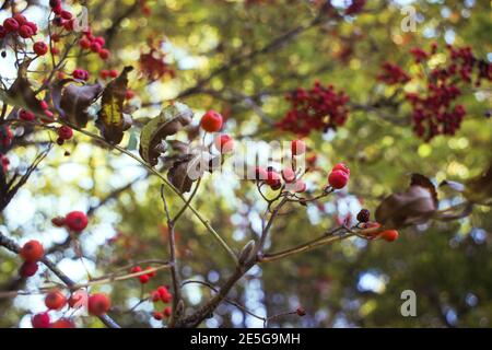 Rote Eberesche Beeren auf einem Zweig im Herbst Stockfoto