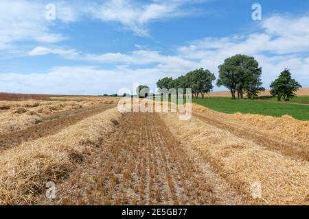 Stoppelfeld mit Strohreihen in idyllischer Landschaft Stockfoto