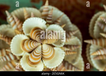 Handwerk, das von vielen Arten von Austern aus der Nähe gemacht Stockfoto