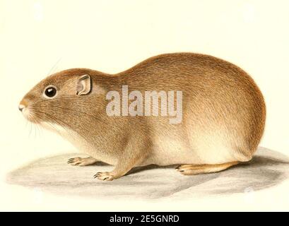 Microcavia australis 1847 - Zuschneiden. Stockfoto