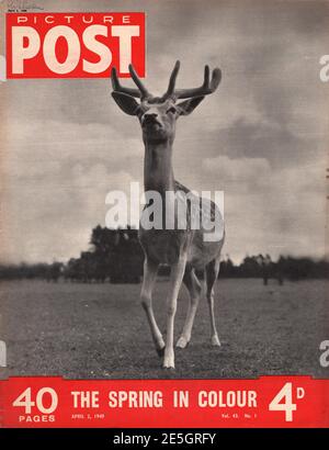 1949 Abbildung Post vordere Abdeckung Deer Stockfoto