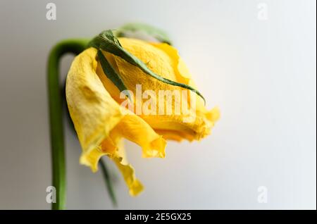 Verblasste gelbe Rose auf weißem Hintergrund Stockfoto