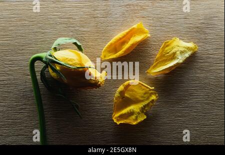 Verblasste gelbe Rose und verwelkend Blütenblätter auf Holz Hintergrund Stockfoto