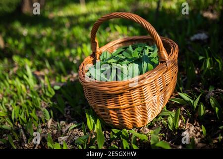 Bärlauch in einem Korb auf dem Boden im Frühjahr Wald zubereitet. Stockfoto