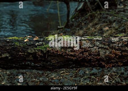 Baumpilze falschen putenschwanz und tiefes kaltes Wasser auf dem Hintergrund. Stockfoto