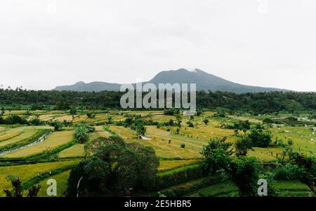 Gelbe und grüne Reisterrassen mit Berg im Hintergrund in Bali, Indonesien. Stockfoto