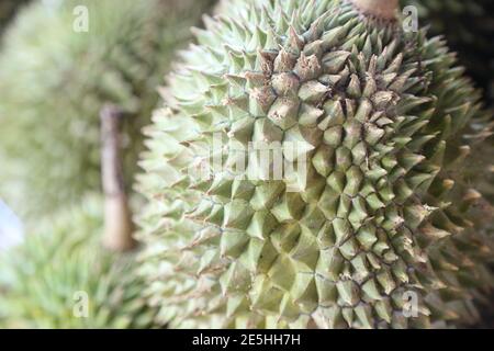 Nahaufnahme einer ganzen vietnamesischen Durischen Frucht Stockfoto