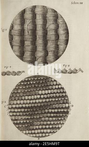 Micrographia Schem 3. Stockfoto