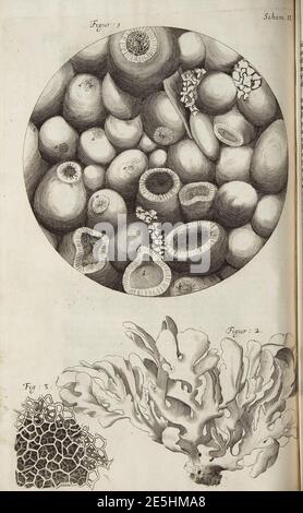 Micrographia Schem 9. Stockfoto