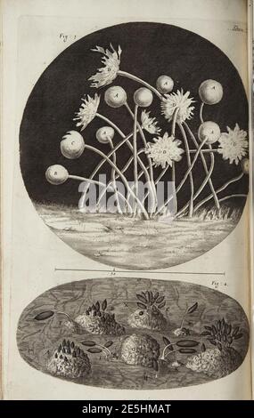 Micrographia Schem 12. Stockfoto