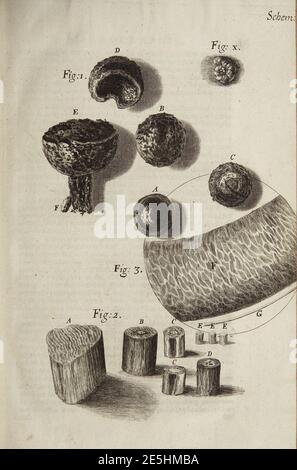 Micrographia Schem 5. Stockfoto