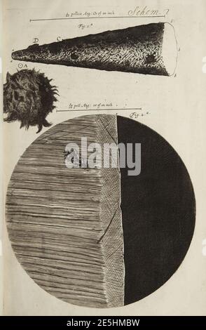 Micrographia schem 2. Stockfoto