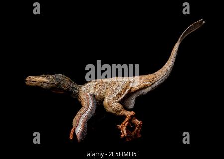 Abgeschrägte Velociraptor isoliert auf schwarzem Hintergrund. Low-Key-Hochformat. Stockfoto