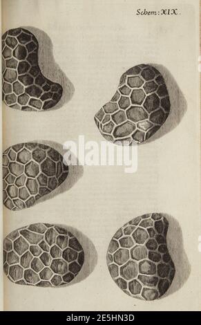 Micrographia Schem 19. Stockfoto