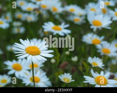 Hübsche weiße Ochsenblumen, Leucanthemum vulgare, blühend auf einer Sommerwiese Stockfoto