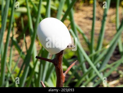 Mit einem leeren Ei zu erschrecken Schmetterlinge in der Garten Stockfoto