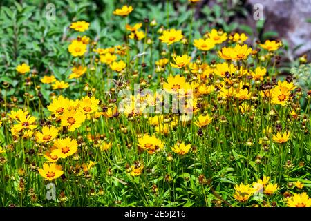 Coreopsis lanceolata 'Sterntaler' eine Sommerblüte mit gelber Sommerblüte von Juni bis September und allgemein bekannt als Tickseed, sto Stockfoto