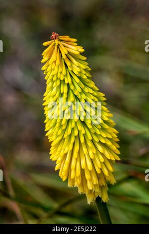Kniphofia 'Wrexham Buttercup' eine Sommer blühende Pflanze mit gelben Sommerblüten von Juni bis September und allgemein bekannt als Red Hot Poker, st Stockfoto