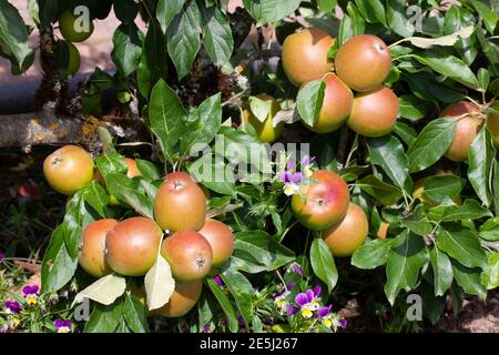 Malus domestica 'Meridian' rote Äpfel Nahaufnahme eines Astes mit Apfelfrüchten während der Herbsterntezeit im Oktober, Stock Foto ima Stockfoto