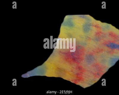 Holz Opal Edelstein auf schwarzem Hintergrund ausgeschnitten Stockfoto