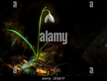 Amaryllidaceae - Galanthus nivalis L. - Schneegropfenblume auf schwarzem Hintergrund mit Copyspace Stockfoto