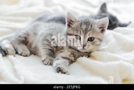 Kätzchen entspannen liegt auf weißen weichen Decke. Katzen ruhen sich auf dem Bett aus. Bequemes Haustier Katze Porträt liegt bei gemütlichen zu Hause auf weißen weichen Decke. Lange Bahn Stockfoto