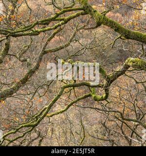 Moosbedeckter Baum im Lake District Stockfoto