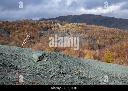 Hodge Close Schiefersteinbruch, Lake District Stockfoto