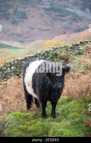 Belted Galloway auf Yew Tree Farm, Coniston Stockfoto