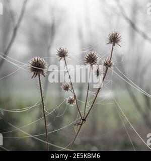 Tau auf Spinnennetz am Morgen Stockfoto