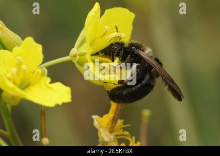 Nahaufnahme der schwarzen Bergbaubiene, Andrena pilipes auf einer gelben FL Stockfoto