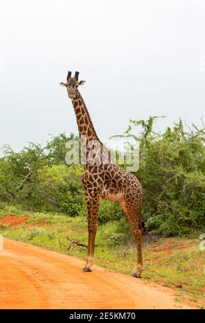 Die einsame Giraffe überquert den Weg in der Savanne von Tsavo West Park in Kenia in Afrika Stockfoto
