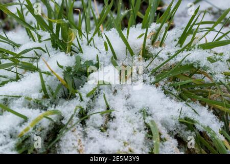 Grasbüschel und Grashalme mit Schnee bedeckt. Stockfoto