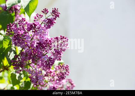 Frühling blühende Blüten von Flieder auf Flieder Büsche. Natürlicher Hintergrund mit Kopierbereich, für Text außen platzieren. Stockfoto