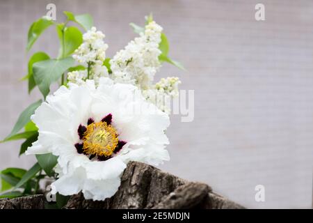 Paeonia suffruticosa weiße Pfingstrose und weiße Flieder Bouquet von Frühlingsblumen. Natürlicher Hintergrund mit Kopierbereich, für Text außen platzieren. Blühend Stockfoto