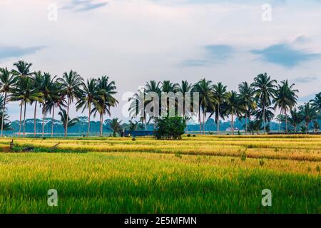 Rise Field mit Kokospalmen und bewölktem Himmel in Bali, Indonesien Stockfoto