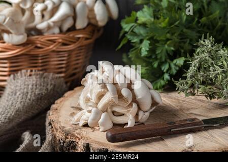 Rohe Austernpilze mit Messer am Querschnitt des großen alten Baumes auf einem rustikalen Tisch. Korb mit Pilzen und frischen Kräutern im Hintergrund. Stockfoto