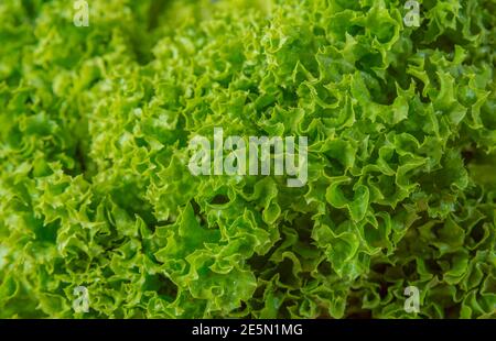 Grüner batavia Salat Salat Nahaufnahme Makro. Stockfoto