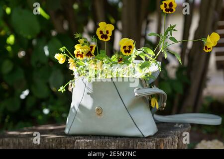 Blühende Pflanze Stiefmütterchen mit kleinen gelben Blumen in alten Leder Frauen Tasche im Freien. Keine Verschwendung. Stockfoto