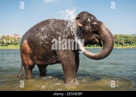 Elefanten waschen und Wasser spritzen durch den Rüssel im Periyar Fluss, Kodanad, Indien Stockfoto