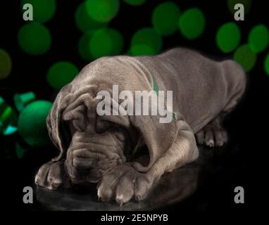 Great Dane Welpen reinrassig schlafen mit grünen Weihnachtsschmuck und Oberlichter hinter. Stockfoto